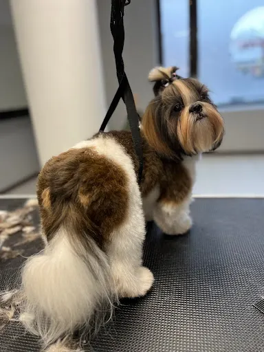 Czysty Pies Strzyżenie i Pielęgnacja Psów